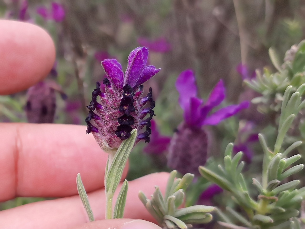 Lavandula stoechas