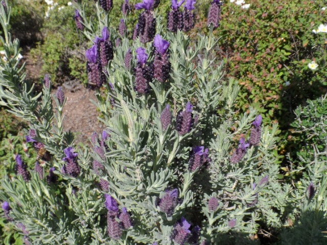 Lavandula stoechas