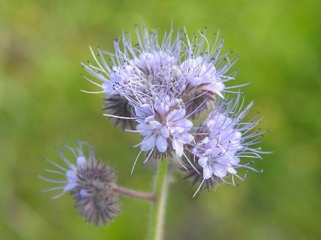 Phacelia tanacetifolia