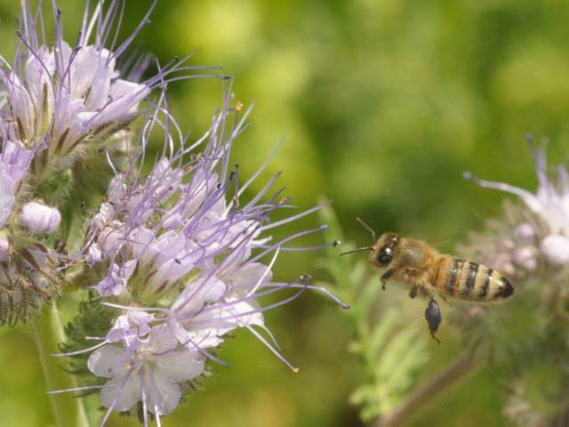 Phacelia tanacetifolia