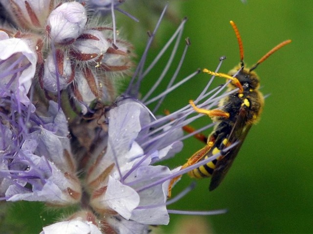 Phacelia tanacetifolia