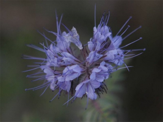 Phacelia tanacetifolia