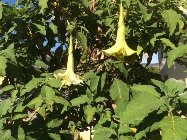 Brugmansia arborea