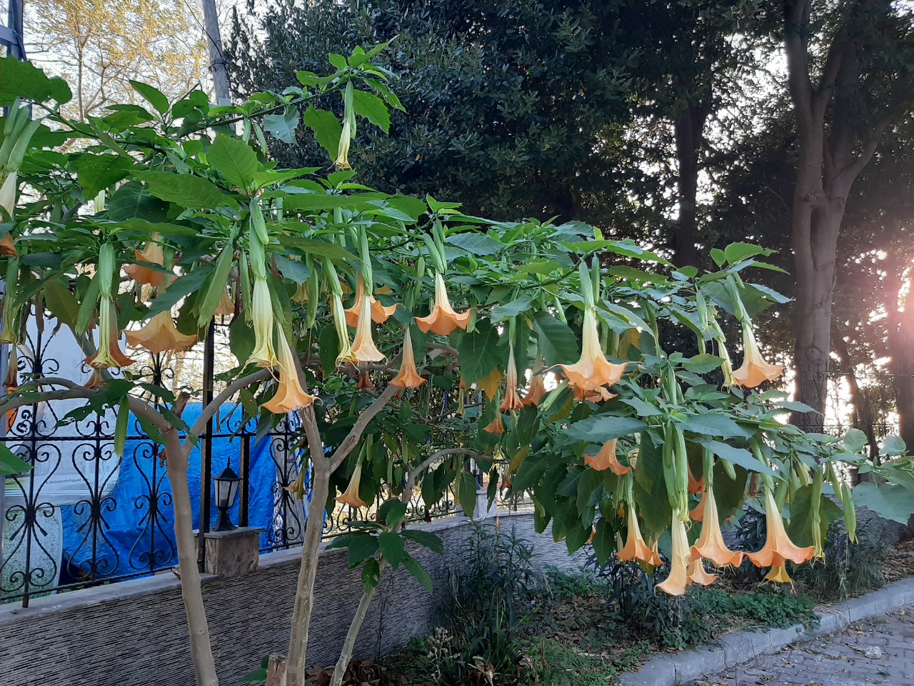 Brugmansia arborea