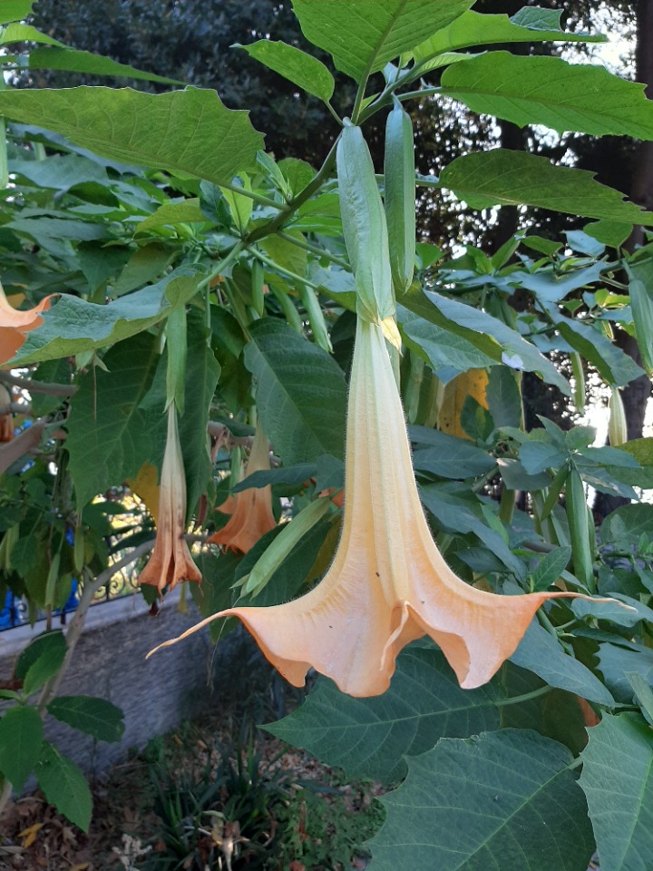 Brugmansia arborea