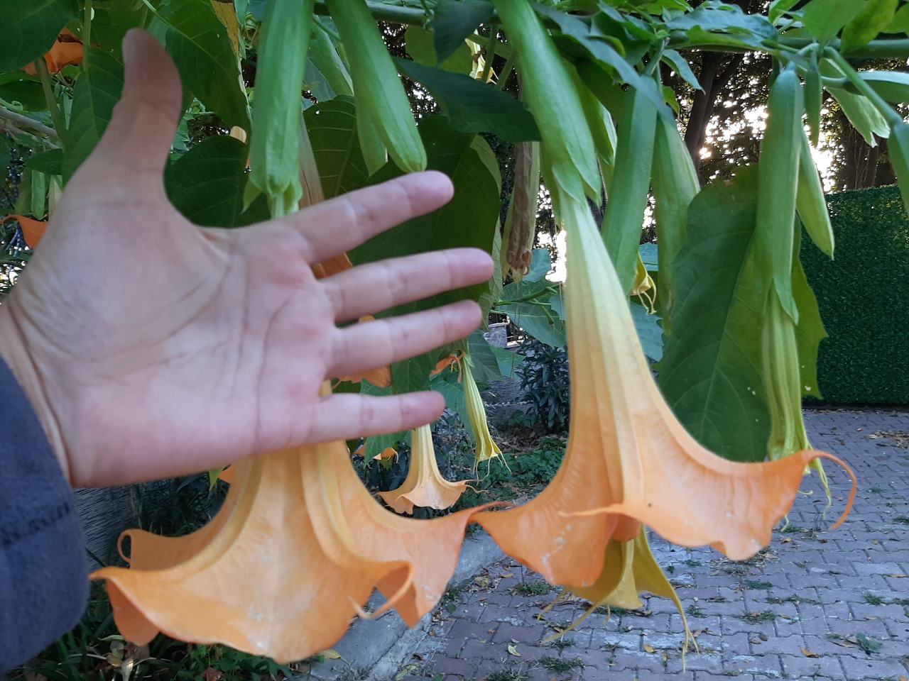 Brugmansia arborea