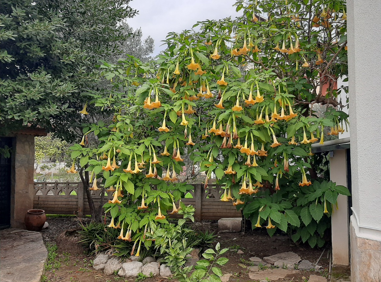 Brugmansia arborea