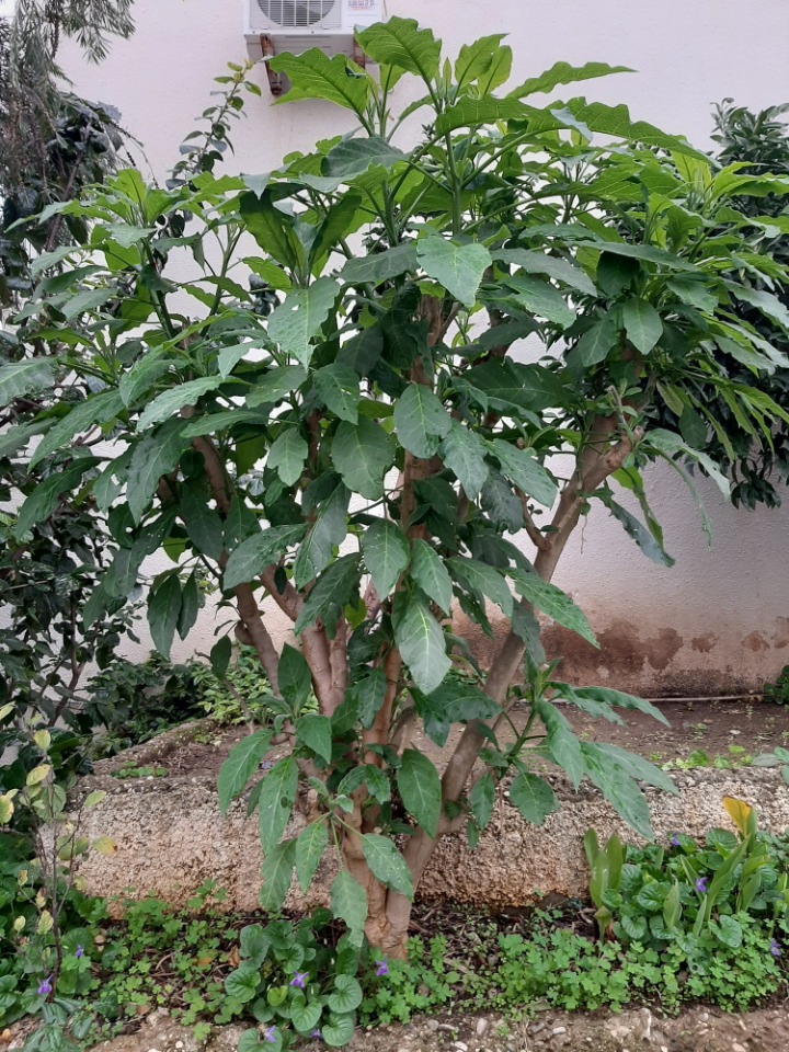 Brugmansia arborea