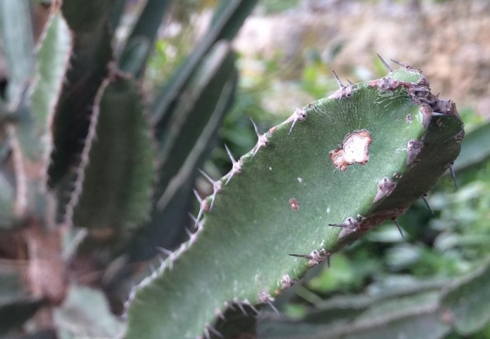 Acanthocereus tetragonus 