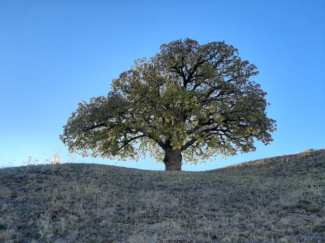 Quercus pubescens