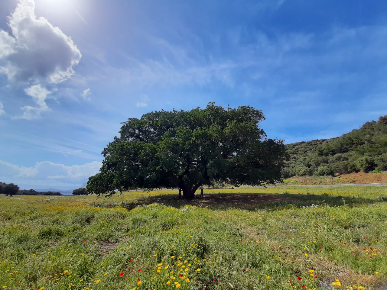 Quercus pubescens