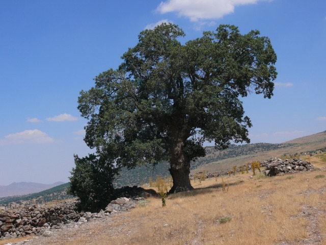 Quercus pubescens