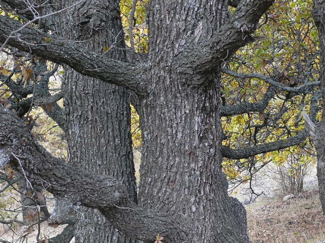 Quercus pubescens