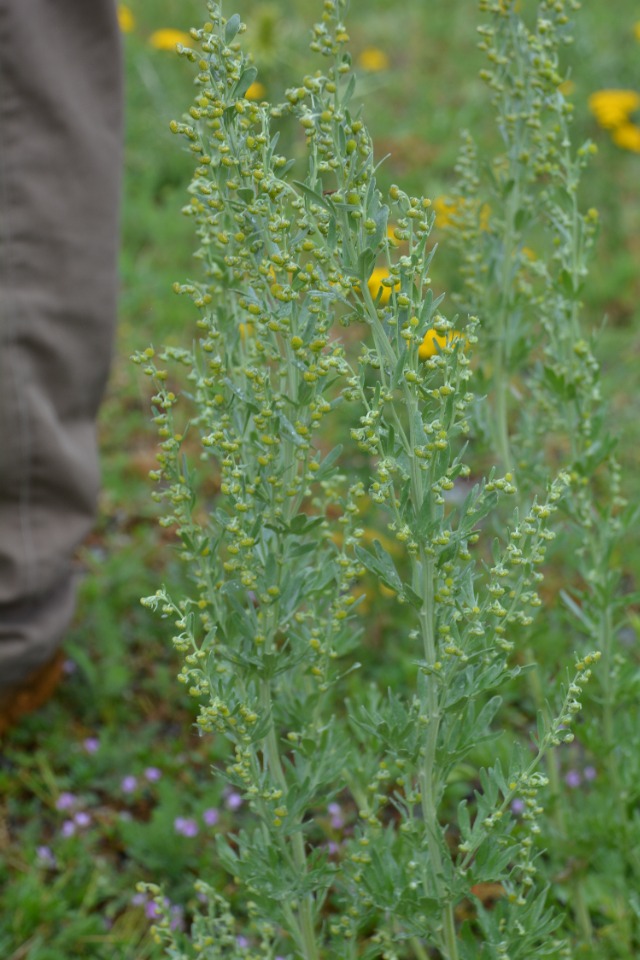 Artemisia absinthium