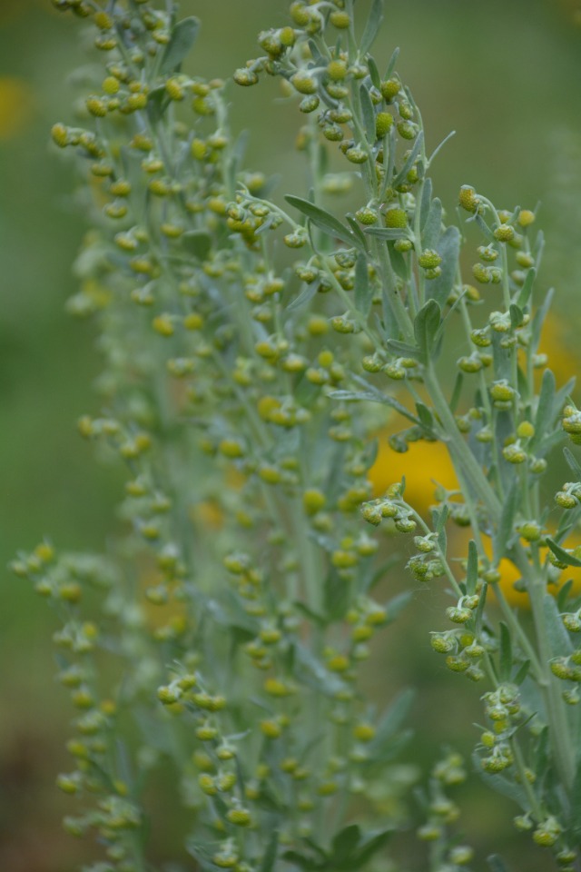 Artemisia absinthium