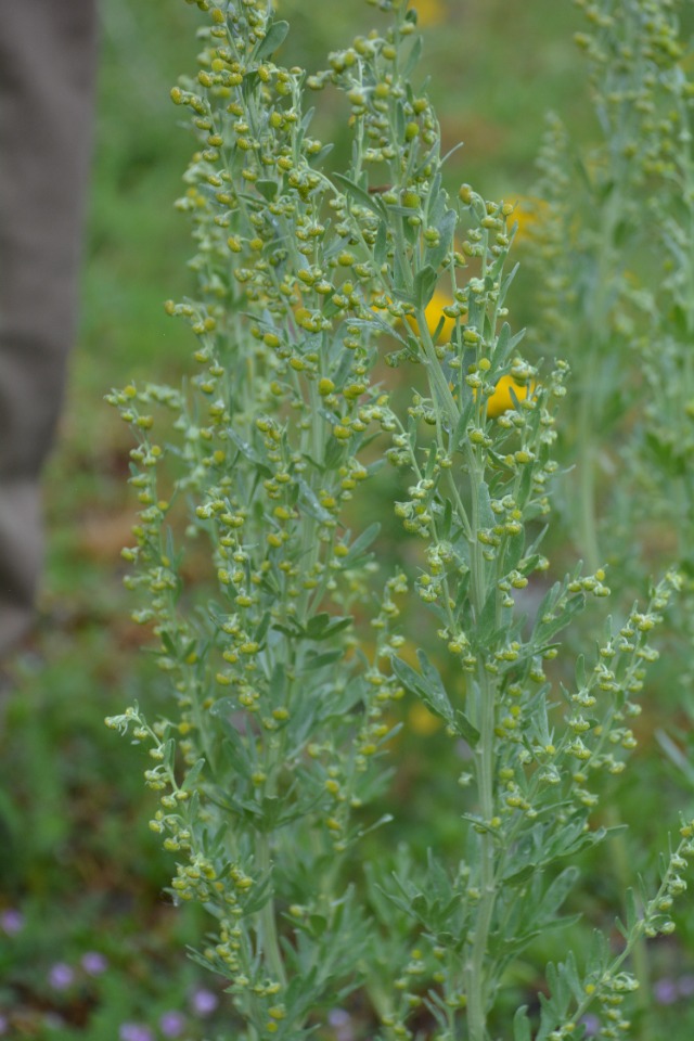 Artemisia absinthium