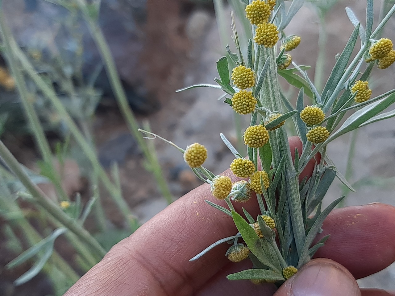Artemisia absinthium