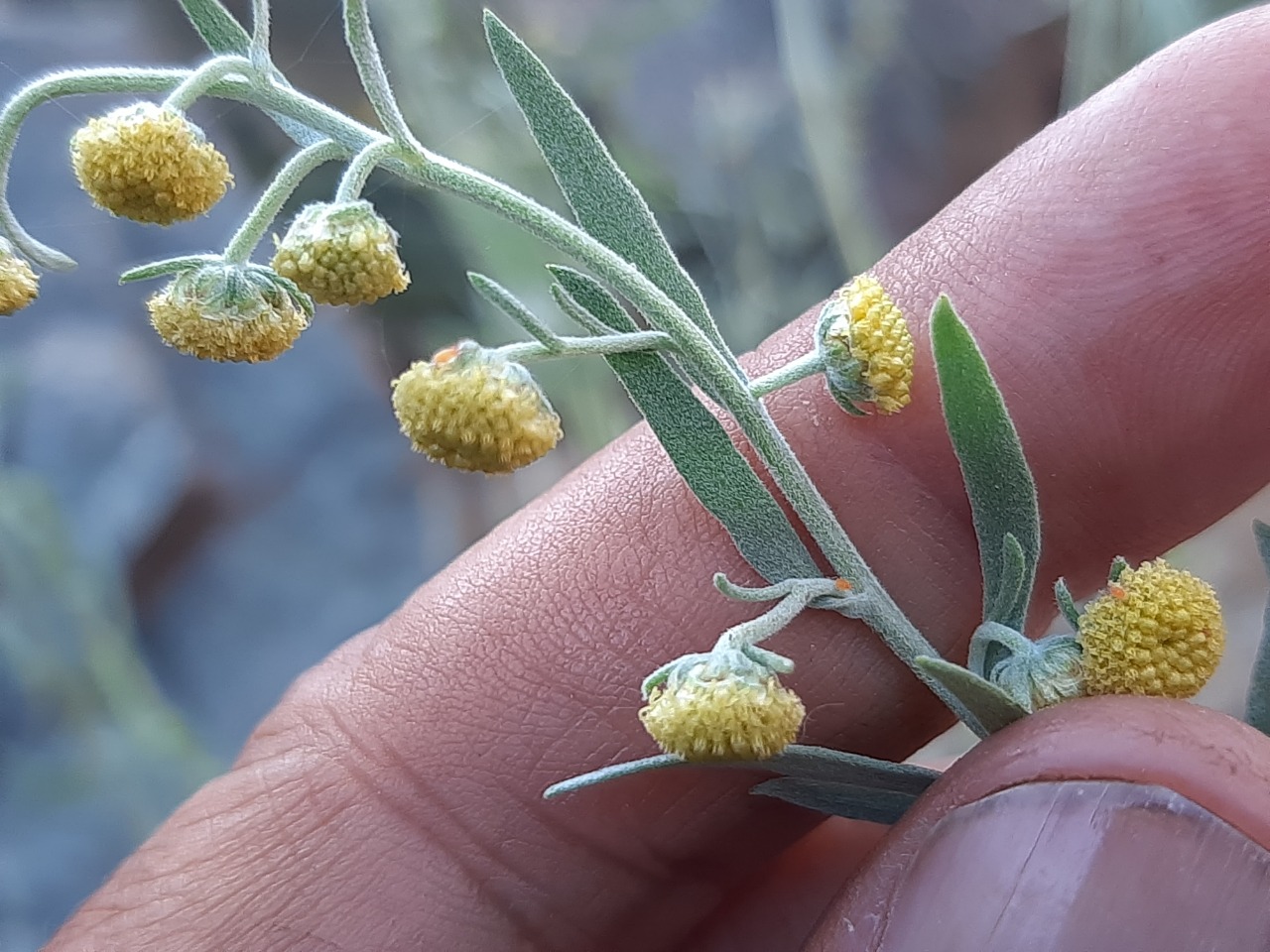 Artemisia absinthium