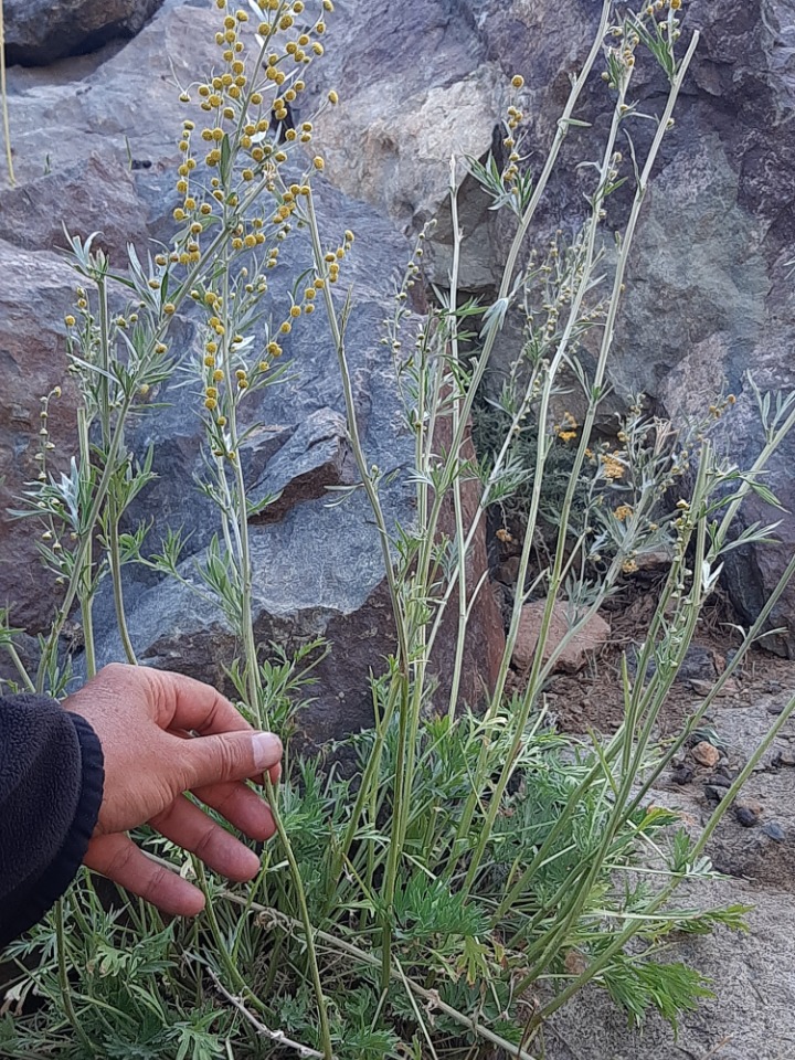 Artemisia absinthium