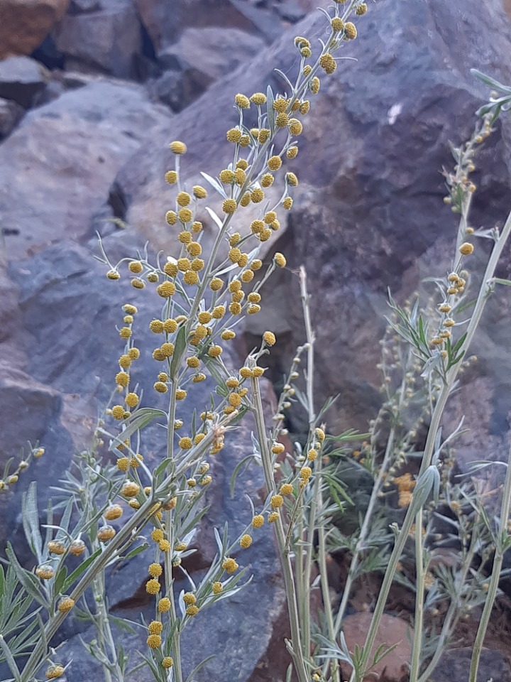 Artemisia absinthium
