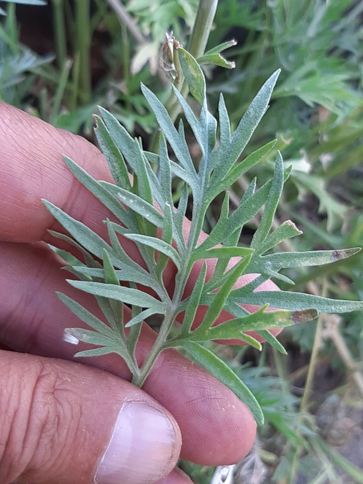 Artemisia absinthium