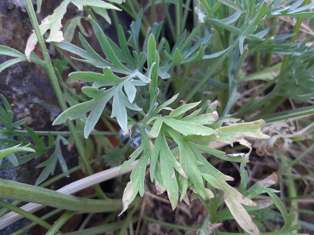 Artemisia absinthium