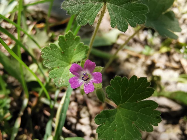 Geranium rotundifolium