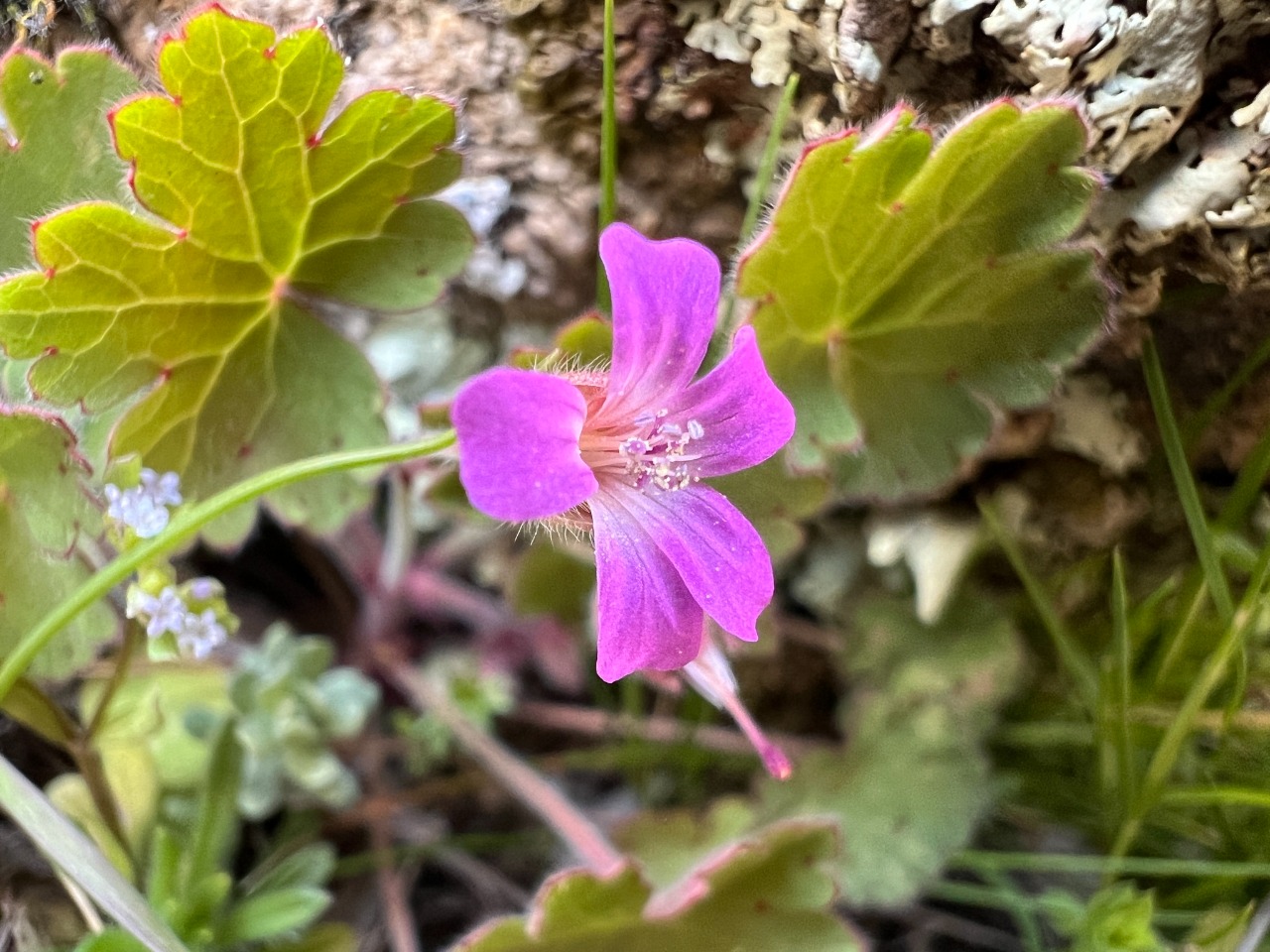 Geranium rotundifolium