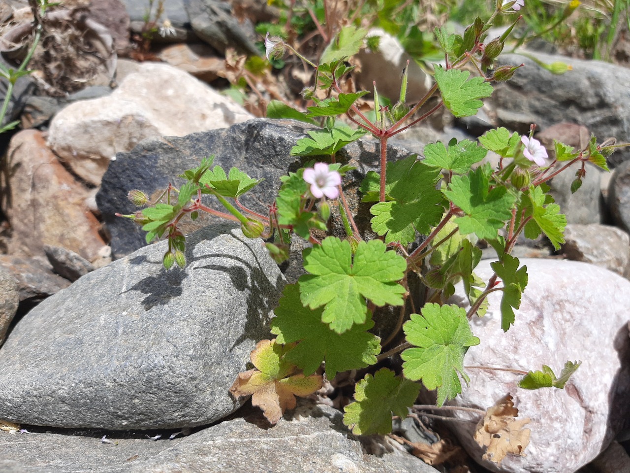 Geranium rotundifolium