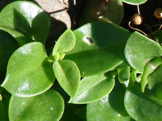 Mesembryanthemum cordifolium