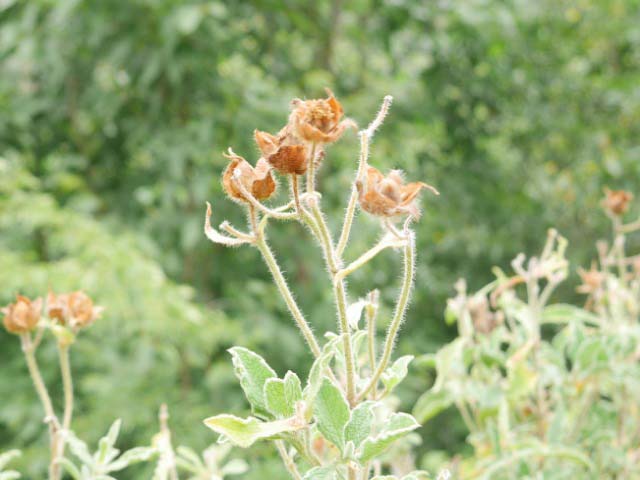 Cistus creticus