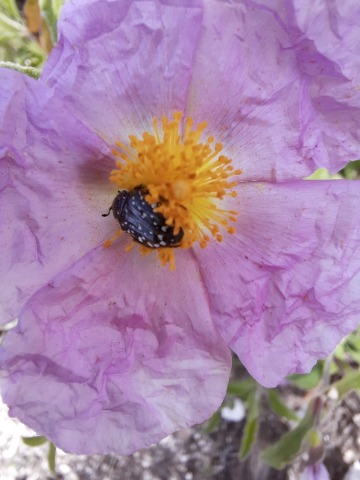 Cistus creticus