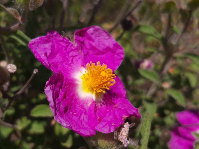 Cistus creticus