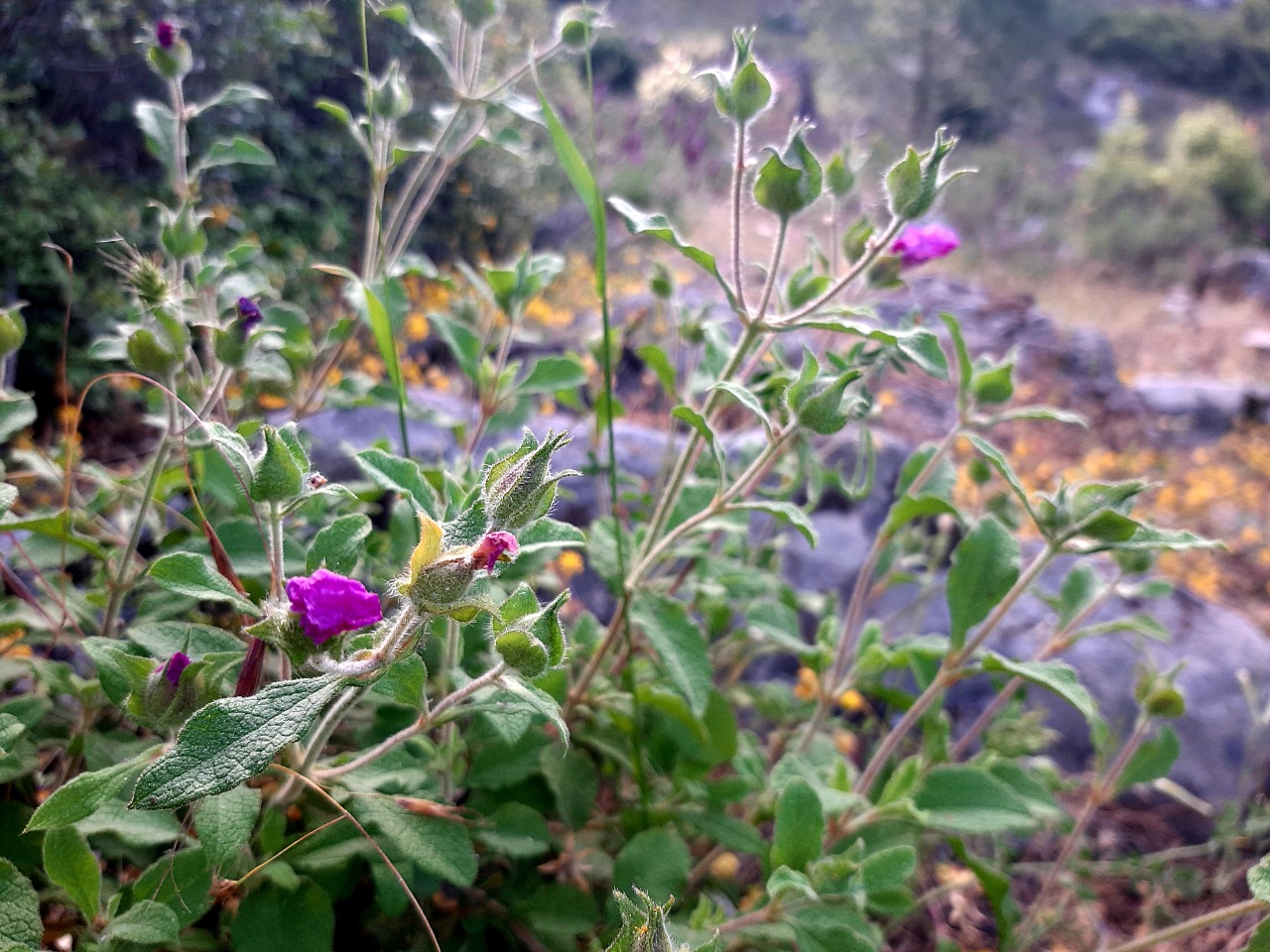 Cistus creticus