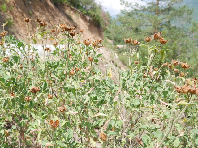 Cistus creticus