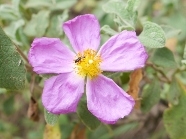 Cistus creticus