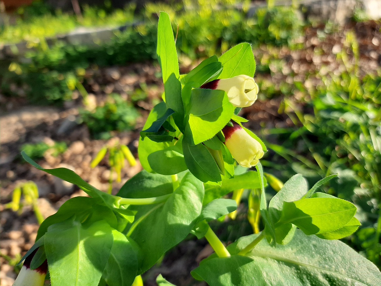 Cerinthe major