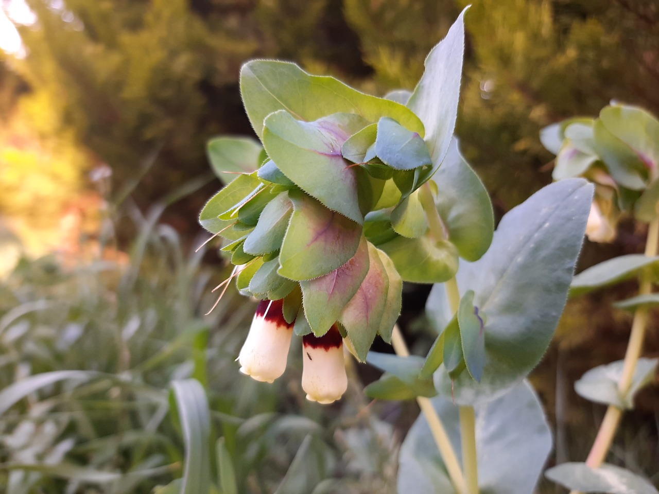 Cerinthe major