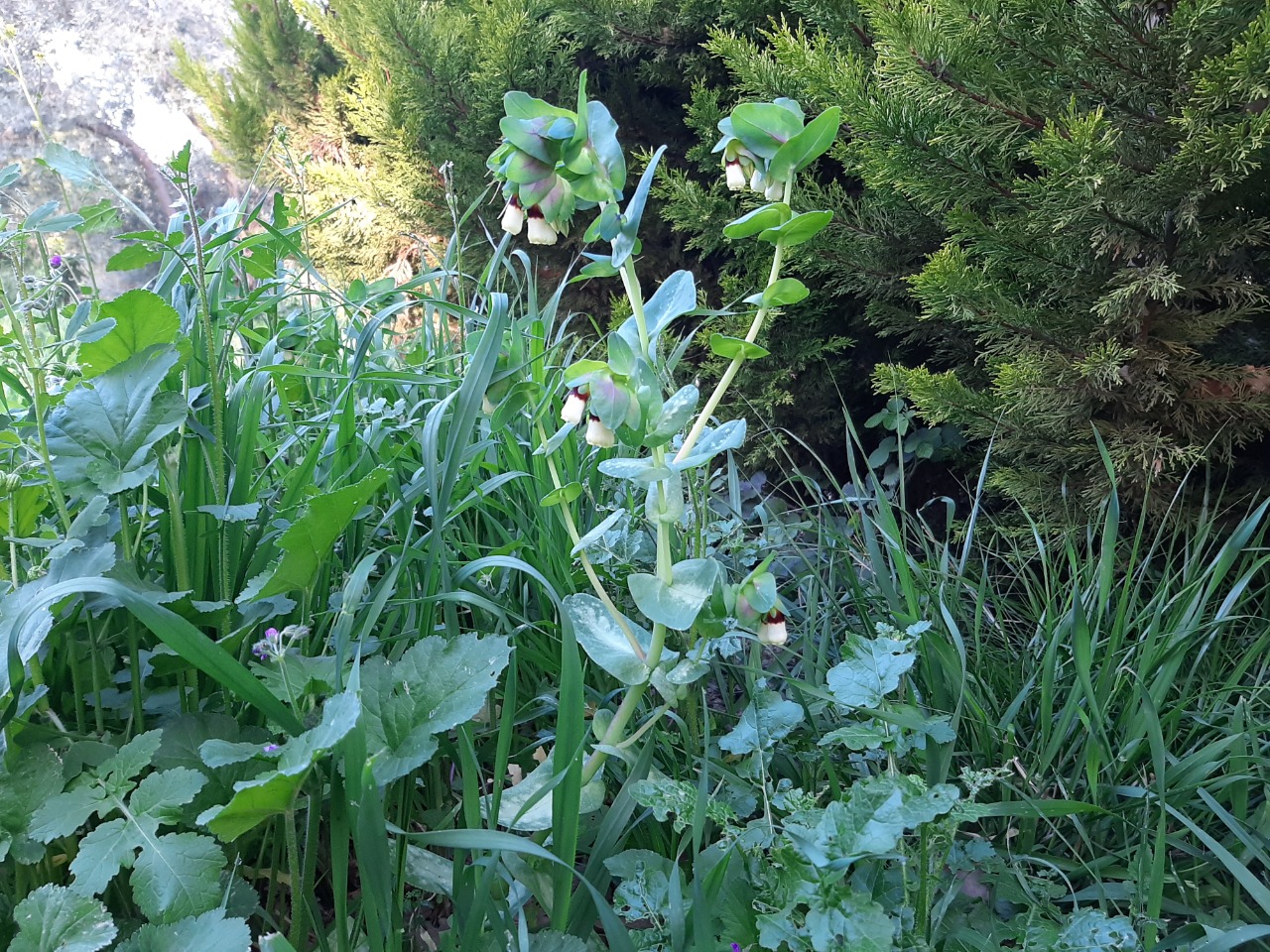 Cerinthe major