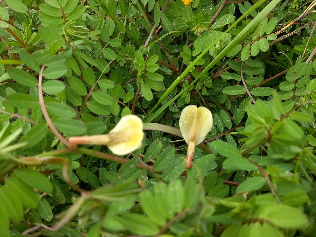 Vicia hybrida