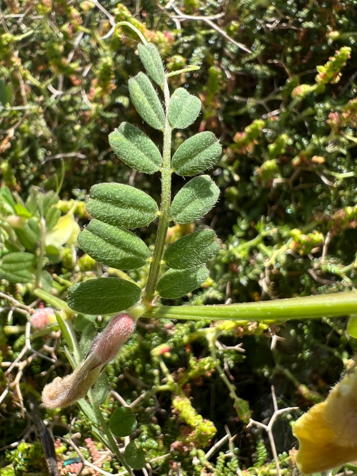 Vicia hybrida