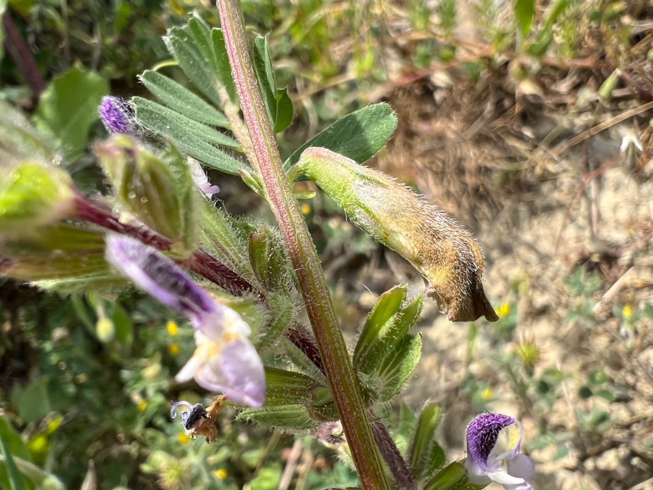 Vicia hybrida
