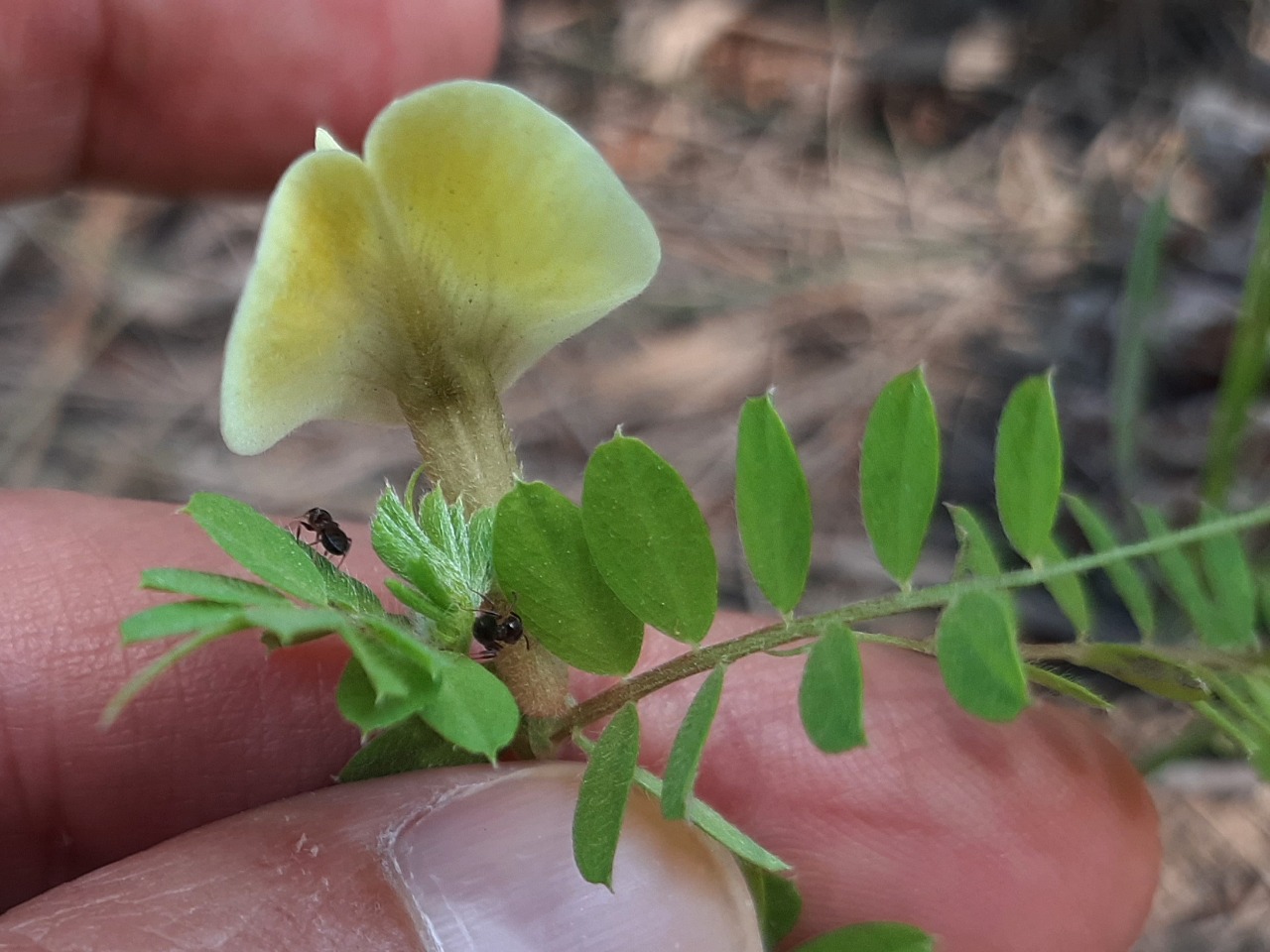 Vicia hybrida