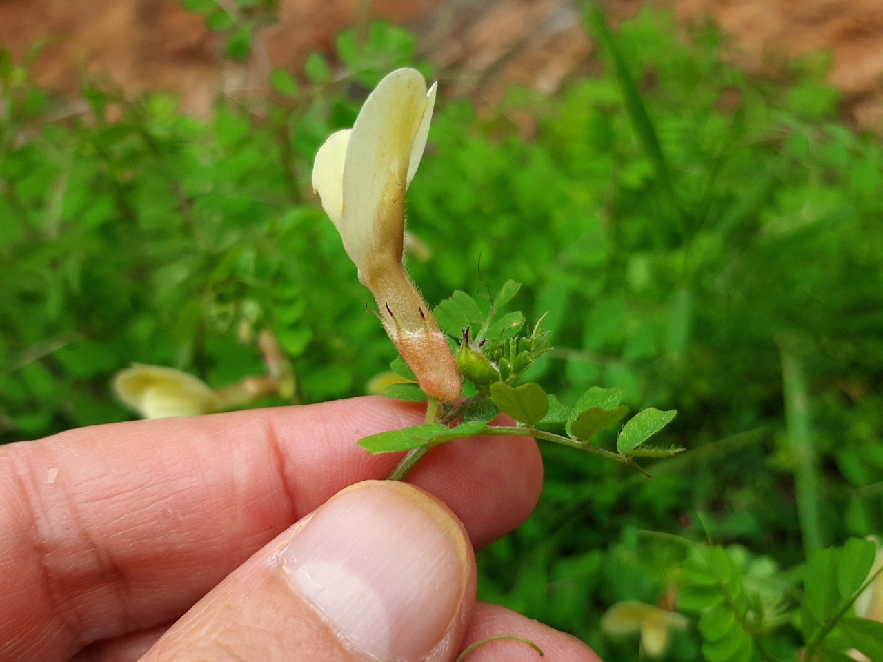Vicia hybrida