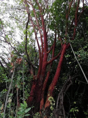 Arbutus andrachne