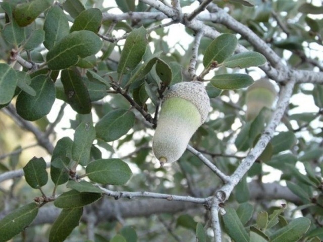 Quercus aucheri