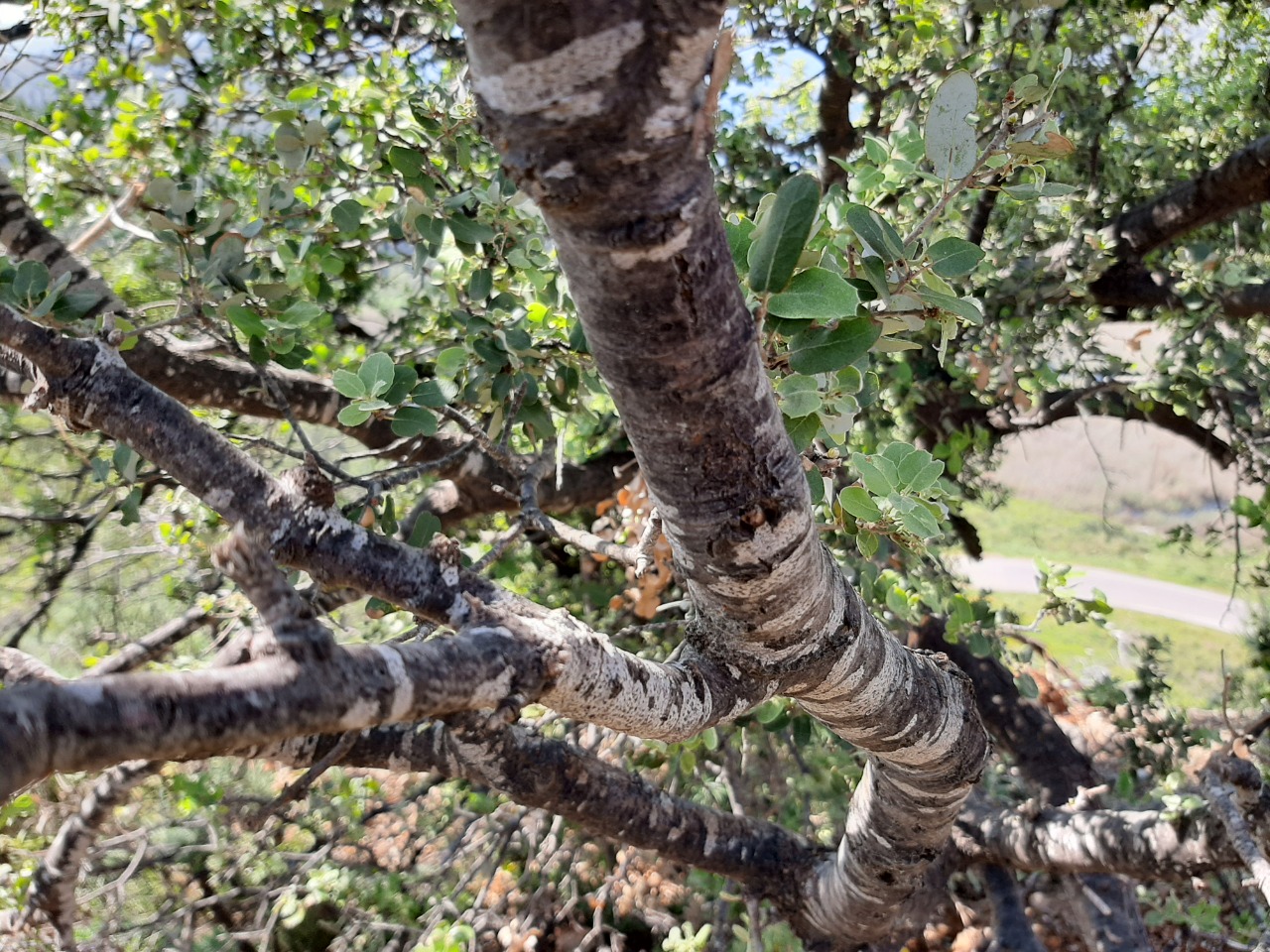 Quercus aucheri