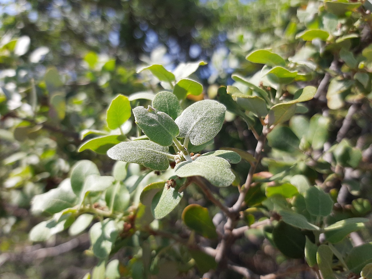 Quercus aucheri