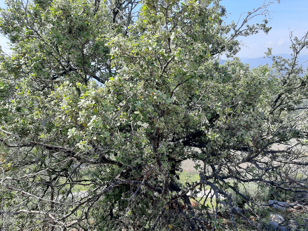 Quercus aucheri