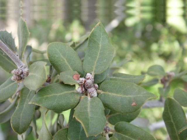 Quercus aucheri